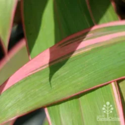 Cordyline Fruticosa Pink Diamond -NatureNest Shop pink diamond leaf 1
