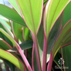 Cordyline Fruticosa Pink Diamond -NatureNest Shop pink diamond stem