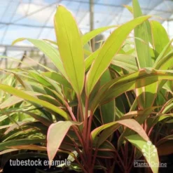 Cordyline Fruticosa Pink Diamond -NatureNest Shop pink diamond tubestock