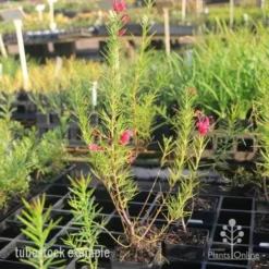 Grevillea Pink Pearl -NatureNest Shop pink pearl tubestock grevillea