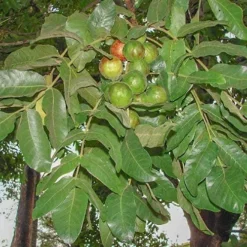 Burdekin Plum - Pleiogynium -NatureNest Shop pleiogynium timoriense burdekin plum tree