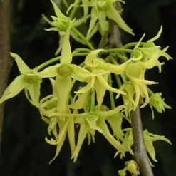Mast Tree - Polyalthia -NatureNest Shop polyalthia flowers flickr nhq