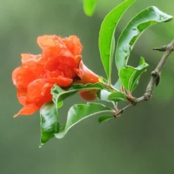 Garden Plants Sales Store 23 Garden Plants Sales Store -NatureNest Shop pomegranate double flower