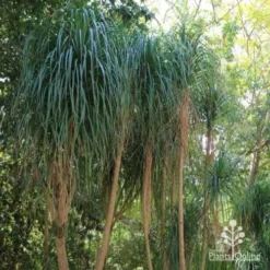 Beaucarnea - Ponytail Palm -NatureNest Shop ponytail 1 1