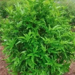 Hibiscus Popsicle -NatureNest Shop popsicle shrub