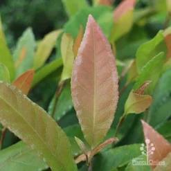 Elaeocarpus Prima Donna - Blueberry Ash 19 Elaeocarpus Prima Donna - Blueberry Ash -NatureNest Shop prima donna leaf