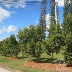 Elaeocarpus Prima Donna - Blueberry Ash 16 Elaeocarpus Prima Donna - Blueberry Ash -NatureNest Shop prima donna nursery drive