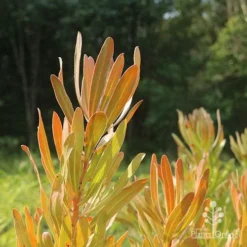 Protea Pink Ice -NatureNest Shop protea pink ice in sunshine