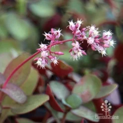 Crassula Purple Dragon - Fairy Crassula -NatureNest Shop purple dragon crassula flower