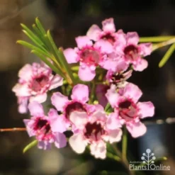 Chamelaucium RASPBERRY RIPPLE™ - Waxflower -NatureNest Shop raspberry ripple 500 2