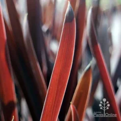 Cordyline Australis Red Sensation -NatureNest Shop red sensation leaf