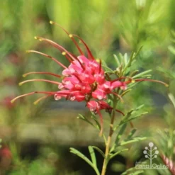 Grevillea Red Wings -NatureNest Shop redwings flower close