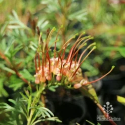 Grevillea Red Wings -NatureNest Shop redwings fully open flower