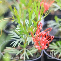 Grevillea Red Wings -NatureNest Shop redwings tubestck