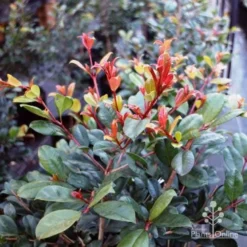Syzygium Resilience - Lilly Pilly -NatureNest Shop resilience leaf colour
