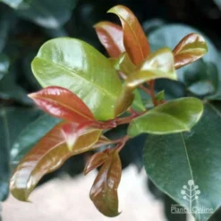 Syzygium Resilience - Lilly Pilly -NatureNest Shop resilience leaf colours