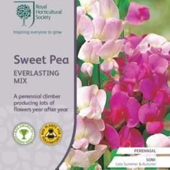 Garden Plants Sales Store 32 Sweet Pea Everlasting Mix - Seed