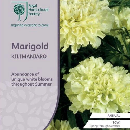 Marigold Kilimanjaro White - Seed 1 Marigold Kilimanjaro White - Seed