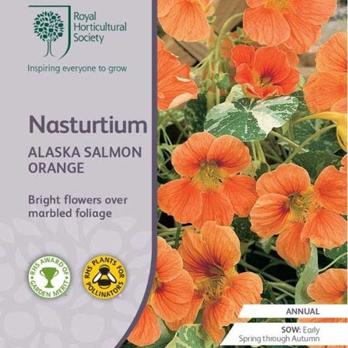 Nasturtium Alaska Salmon Variegated - Seed 2 Nasturtium Alaska Salmon Variegated - Seed - Image 2