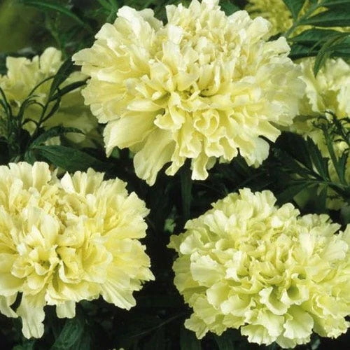 Marigold Kilimanjaro White - Seed 2 Marigold Kilimanjaro White - Seed - Image 2
