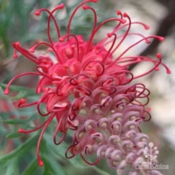 Grevillea Robyn Gordon 14 Grevillea Robyn Gordon -NatureNest Shop robyn gordon flower close