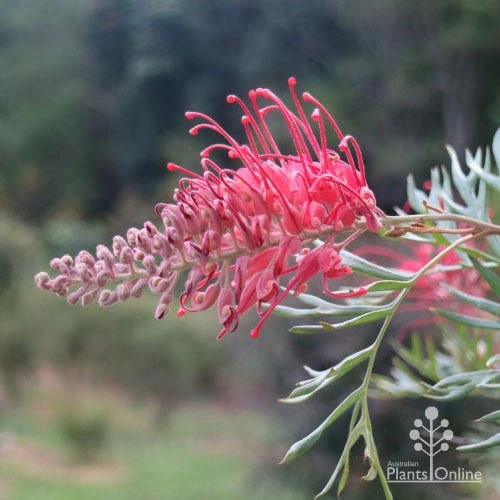 Grevillea Robyn Gordon 1 Grevillea Robyn Gordon