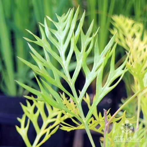 Grevillea Robyn Gordon 4 Grevillea Robyn Gordon - Image 4