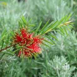 Callistemon Rocky Rambler -NatureNest Shop rocky rambler callistemon flower