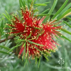 Callistemon Rocky Rambler -NatureNest Shop rocky rambler callistemon flower closeup
