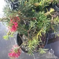 Callistemon Rocky Rambler -NatureNest Shop rocky rambler top