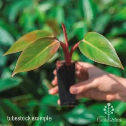 Philodendron Rojo Congo 13 Philodendron Rojo Congo -NatureNest Shop rojo congo tube in hand