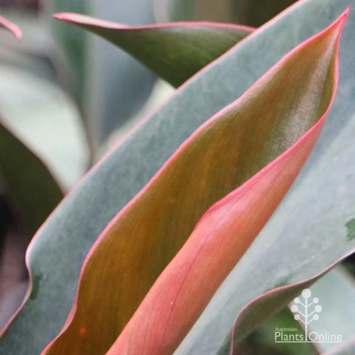 Philodendron Rojo Congo 1 Philodendron Rojo Congo