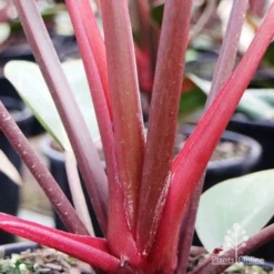 Philodendron Rojo Congo 10 Philodendron Rojo Congo -NatureNest Shop rojo stem colour