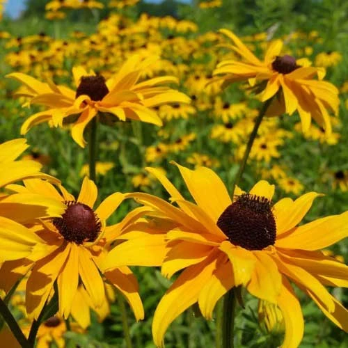 Rudbeckia - Seed 1 Rudbeckia - Seed
