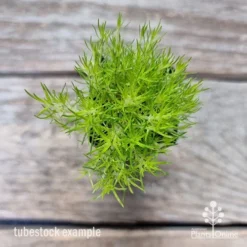 Sagina Subulata Aurea – Scotch Moss -NatureNest Shop sagina aurea 2
