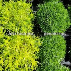 Sagina Subulata Aurea – Scotch Moss -NatureNest Shop sagina comparison 2