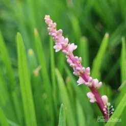 Liriope Samantha 14 Liriope Samantha -NatureNest Shop samantha flower