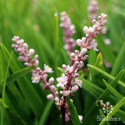 Liriope Samantha 13 Liriope Samantha -NatureNest Shop samantha flowerspike