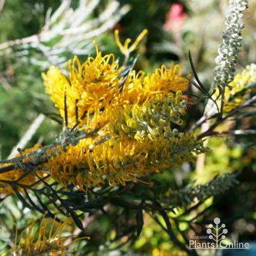 Grevillea Sandra Gordon 1 Grevillea Sandra Gordon