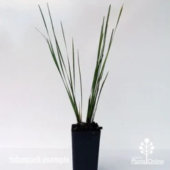 Lomandra SHARA -NatureNest Shop shara tubestock