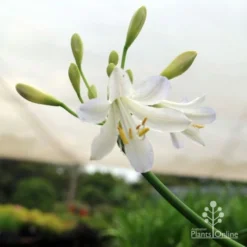 Agapanthus Silver Baby -NatureNest Shop silver baby agapanthus below