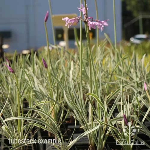 Tulbaghia Variegated - Society Garlic 12 Tulbaghia Variegated - Society Garlic - Image 12