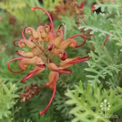 Grevillea Soopa Doopa 20 Grevillea Soopa Doopa -NatureNest Shop sooper dooper buds