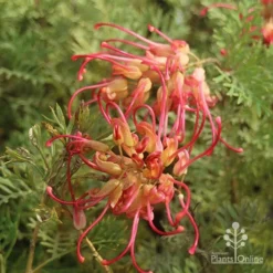 Grevillea Soopa Doopa 16 Grevillea Soopa Doopa -NatureNest Shop sooper dooper two