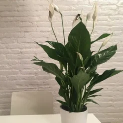 Spathiphyllum Maracay - Peace Lily -NatureNest Shop spathi indoors