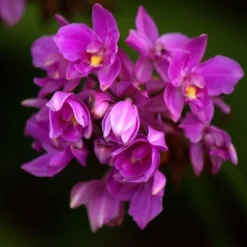 Spathoglottis Purple Haze - Native Orchid 4 Spathoglottis Purple Haze - Native Orchid -NatureNest Shop spathoglottis plicata iezalel williams