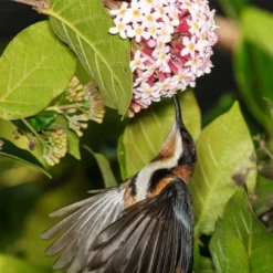 Rondeletia Amoena -NatureNest Shop spine bill rondeletia