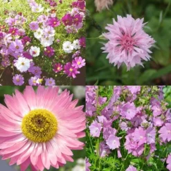 Splash Of Pink Mix Annual - Seed 3 Splash Of Pink Mix Annual - Seed -NatureNest Shop splash pink mix 2