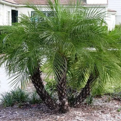 Phoenix Roebelenii - Dwarf Date Palm 1 Phoenix Roebelenii - Dwarf Date Palm
