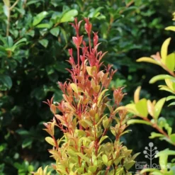 Syzygium Straight And Narrow - Lilly Pilly -NatureNest Shop straight and narrow new leaf colour